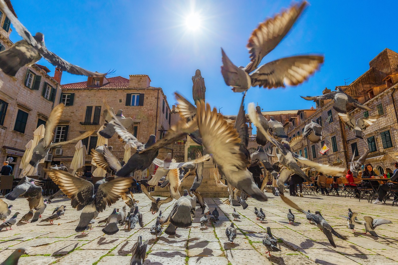 pigeons, pigeon, dubrovnik-3807277.jpg